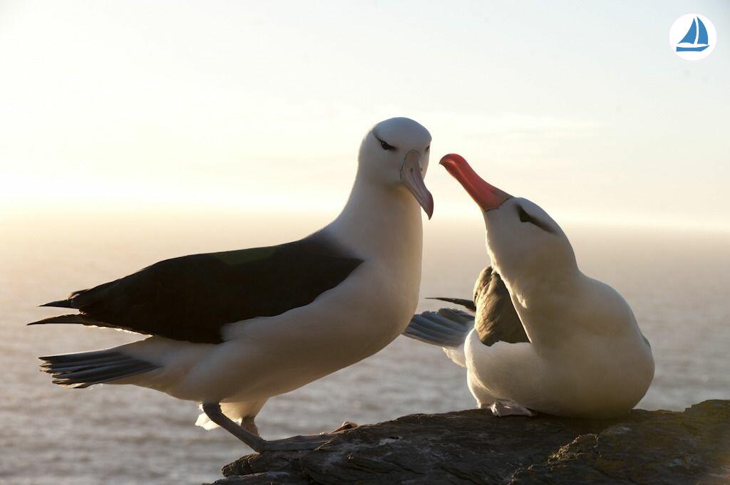 фото Custom 60' Custom 60' 4