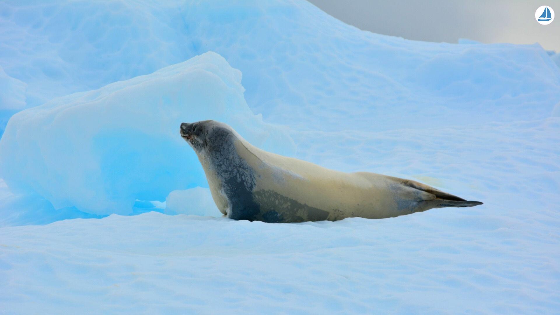 фото Custom 60' Custom 60' 5