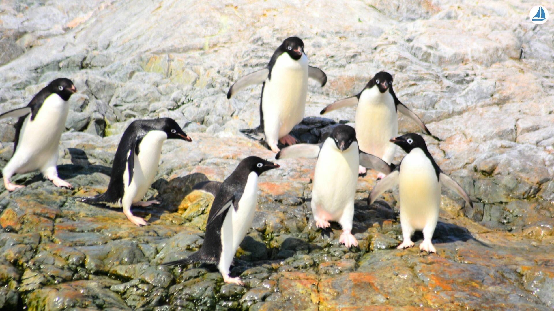 фото Custom 60' Custom 60' 6