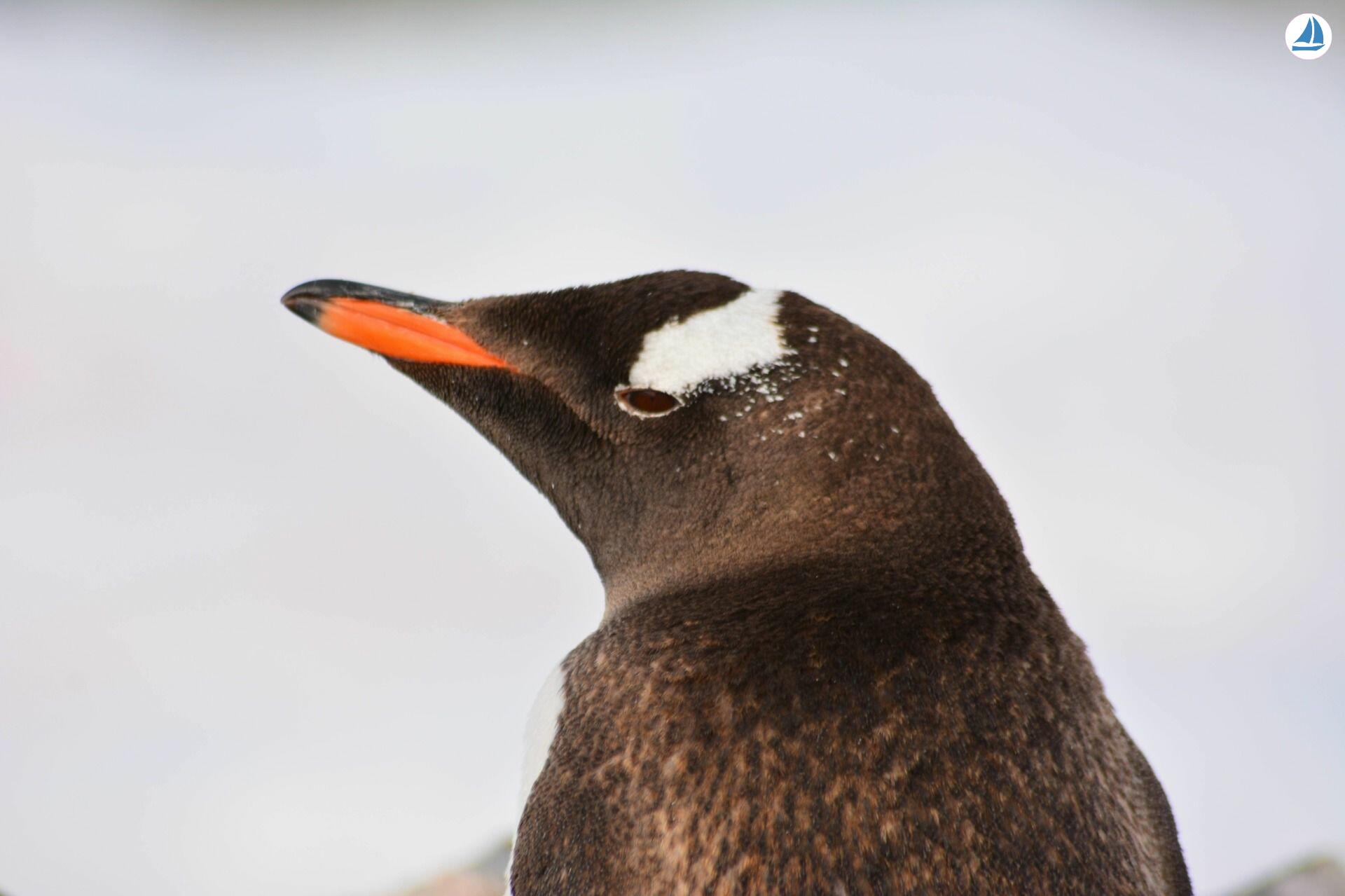 фото Custom 60' Custom 60' 7