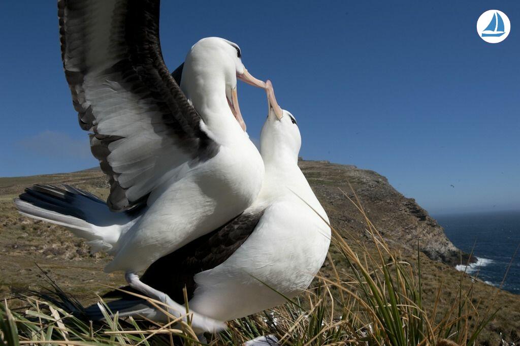 фото Custom 60' Custom 60' 9