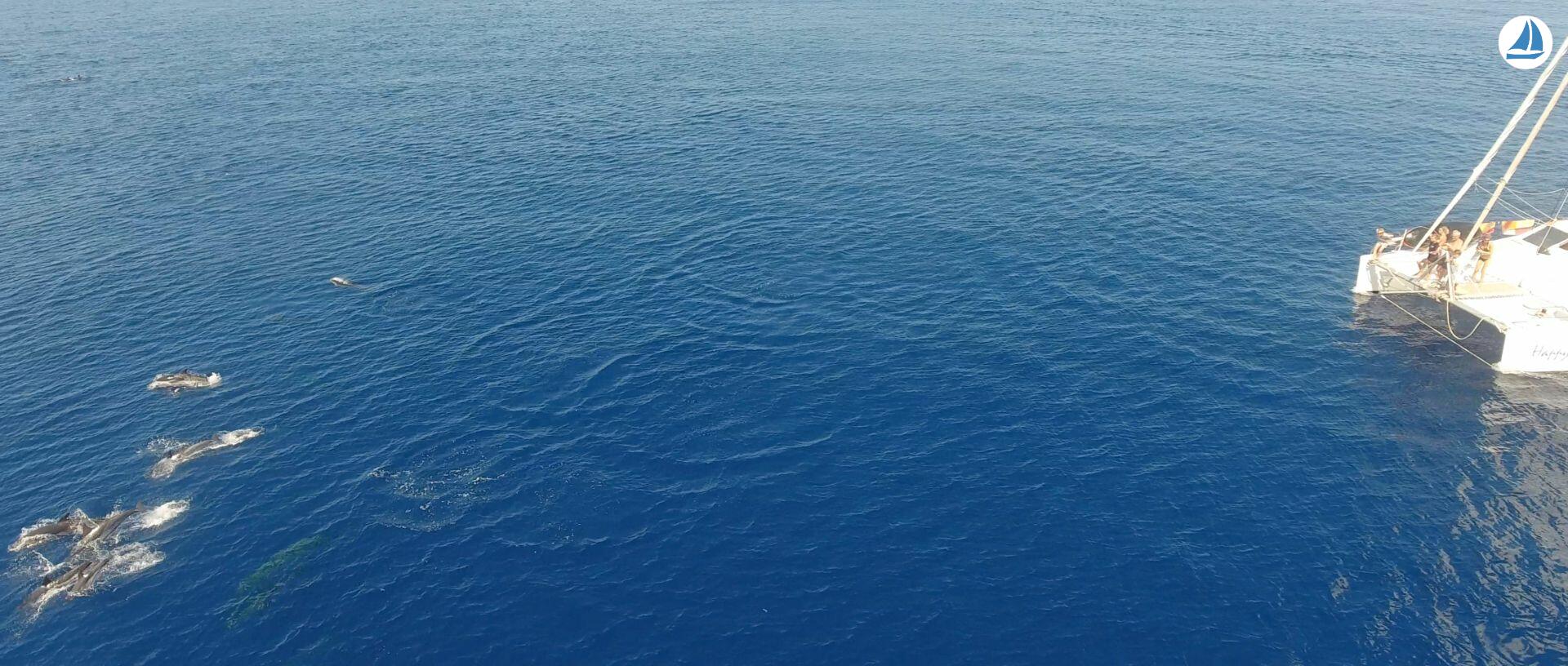 фото OCEAN VOYAGER 440 4